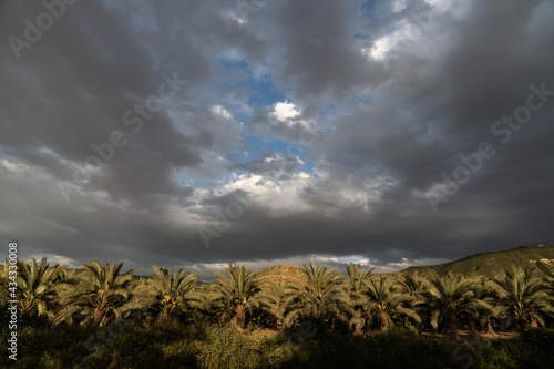 palm trees against the dark sky