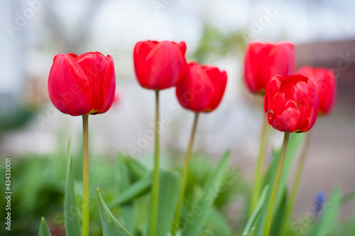 Fototapeta Naklejka Na Ścianę i Meble -  Tulipa. red tulips. beautiful flowers blooming in spring on a flower bed in the garden. delicate red tulips. floral holiday background. spring flowers, a gift to your girlfriend, close-up, bokeh.