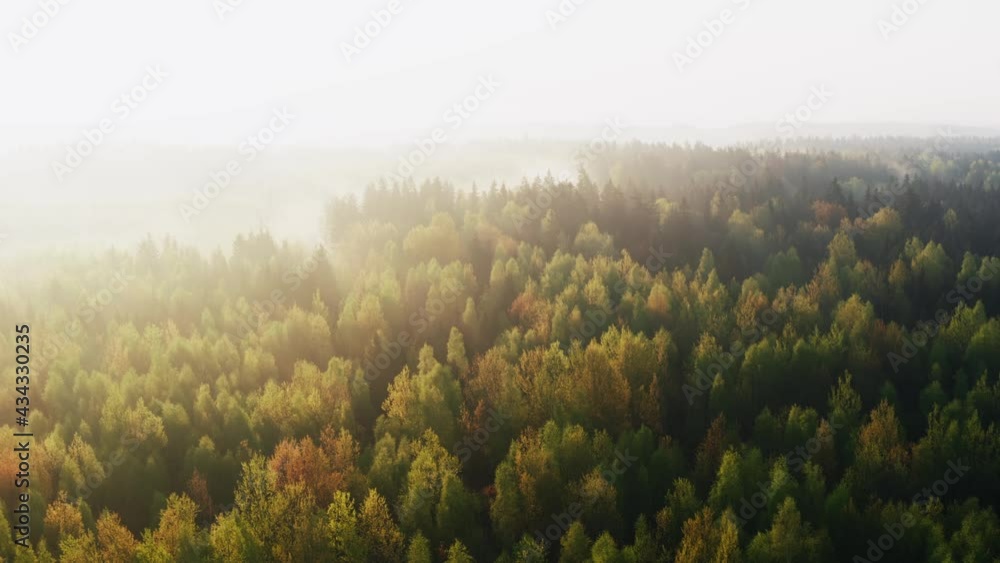 Aerial drone shot flight over amazing forest in misty morning in spring. Sun beams lit clouds of fog. Treetops backlit with warm sun light. Marvelous view foggy sunrise in beautiful woodland in hills Aerial drone shot flight over amazing forest in misty morning in spring. Sun beams lit clouds of fog. Treetops backlit with warm sun light. Marvelous view foggy sunrise in beautiful woodland in hills