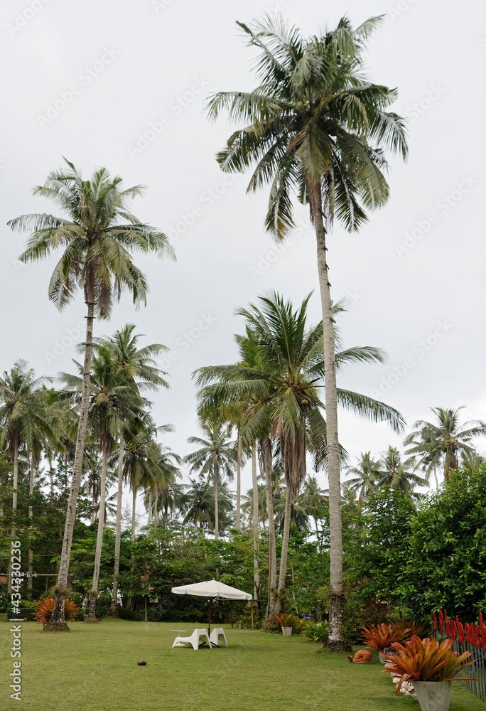 Fototapeta premium Coconut palms on the coconut island