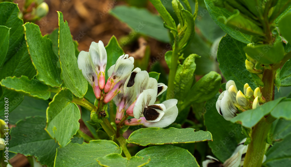 Obraz premium Close up of flowering broad bean (Vicia faba) 