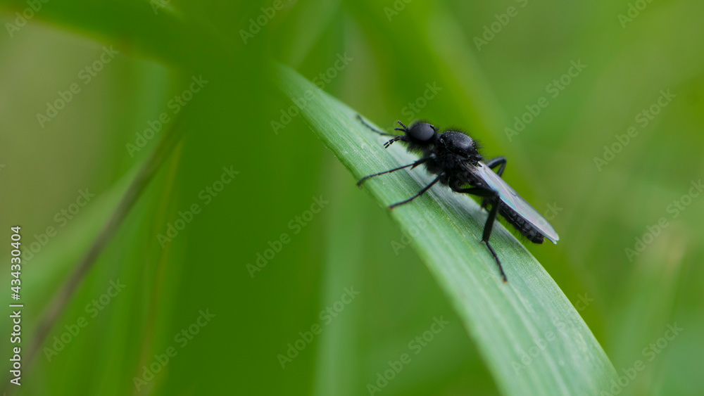 Fototapeta premium Eurytoma schreineri. Bibionomorpha. mosquito. Mosquito resting on green grass. Male and female mosquitoes feed on nectar and plant juices. insect close-up, macro photo. pest, thickfoot