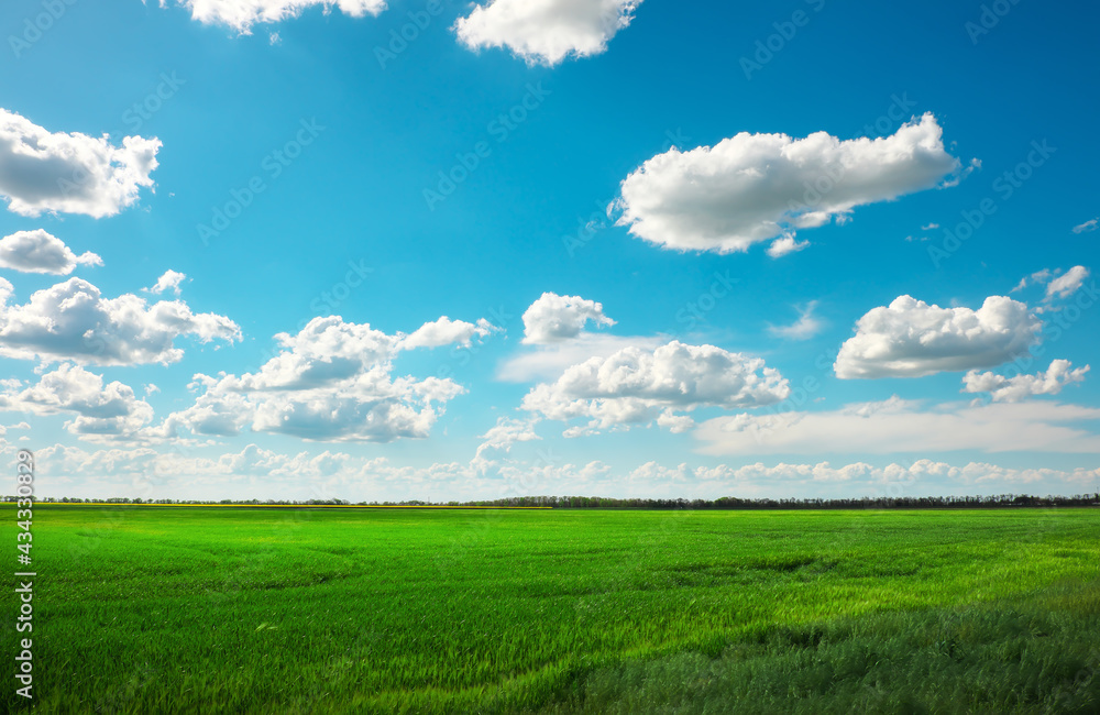 Green field and blue sky with white clouds Green field and blue sky with white clouds