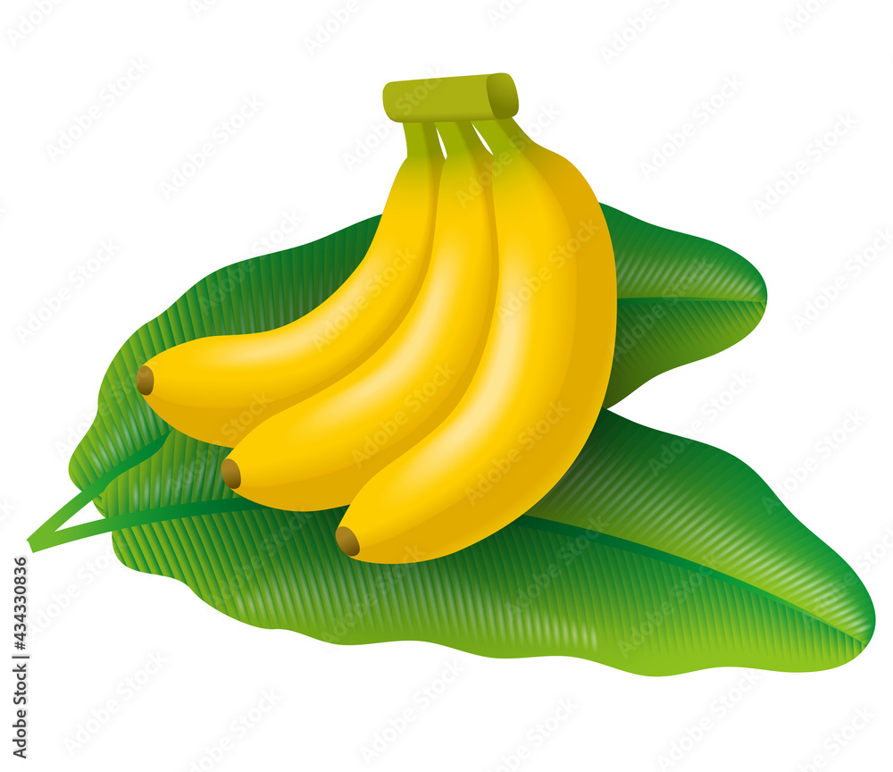 バナナとバナナの葉のイラスト Stock Illustration Adobe Stock