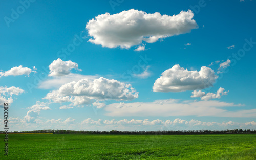 Green field and blue sky with white clouds