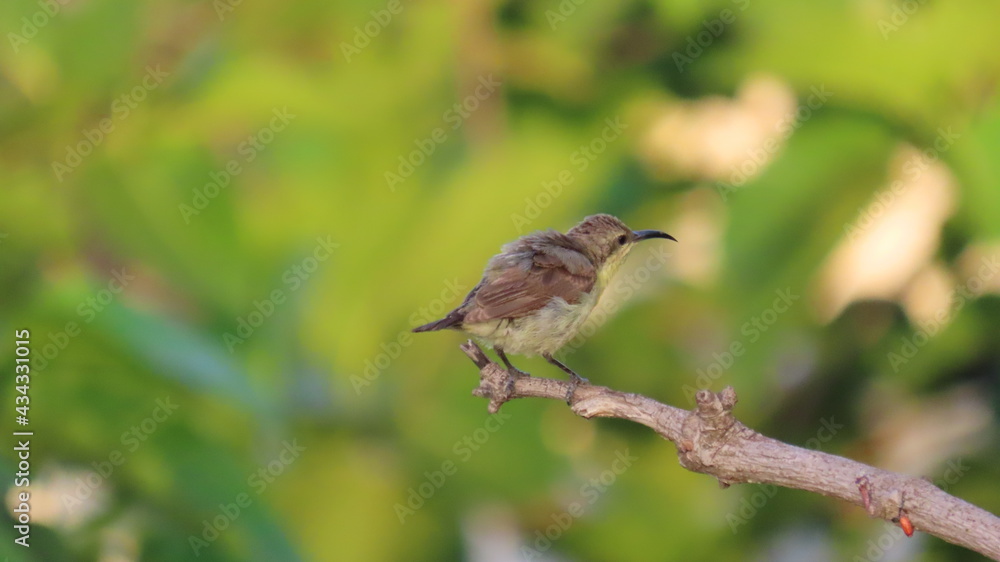 Female Purple Sunbird sitting on a branch. Female Purple Sunbird sitting on a branch.