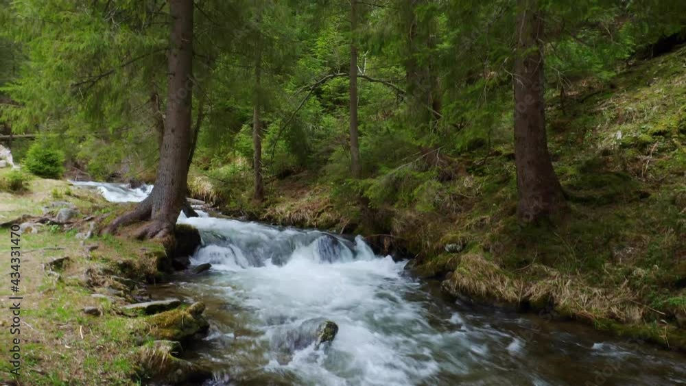 river rapids in dense forest, whitewater forest stream, Scandinavian woods river, wilderness, flowing water river rapids in dense forest, whitewater forest stream, Scandinavian woods river, wilderness, flowing water
