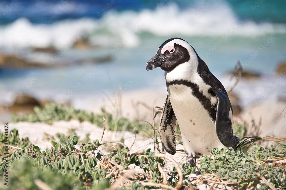 Obraz premium Close up of an African penguin, Boulders national Park, South Africa