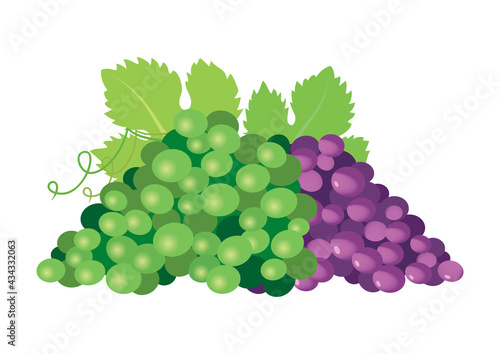 Green and red ripe grapes icon vector. Grapes icon isolated on a white background. Purple and green bunch wine grapes vector