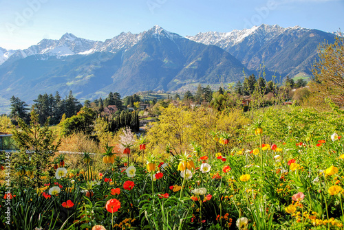 Beatiful flowers in Trauttmannsdorf famous alpin botanical garden in Meran  Merano  in South Tyrol  Alto Adige  S  dtirol  Italy  Europe. In Adige Valley  Etschtal