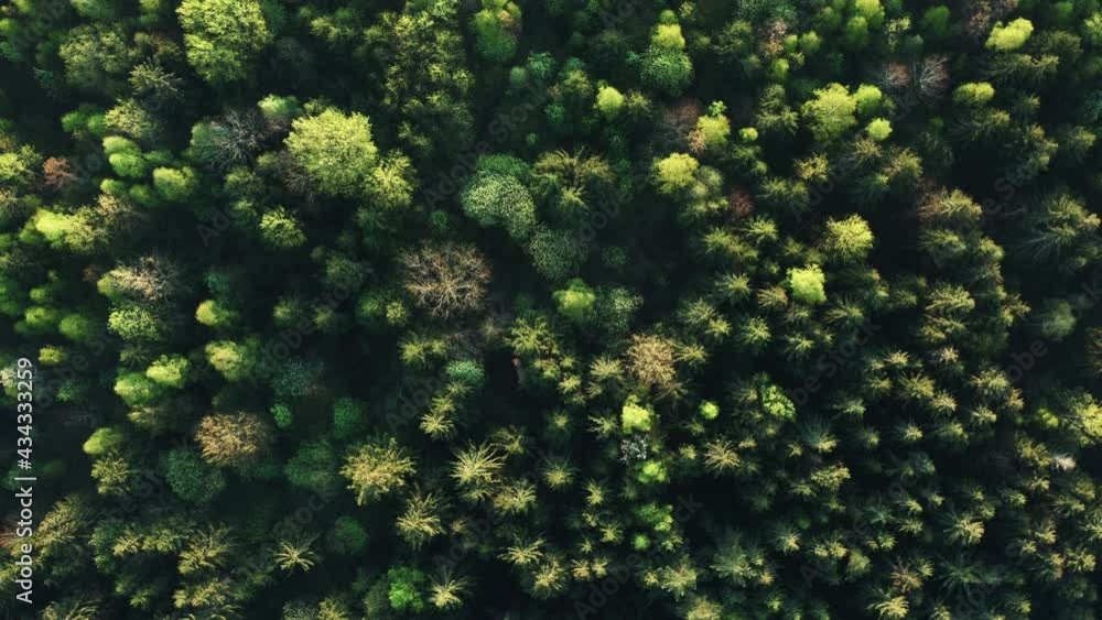 Aerial cinematic view flight over green forest on summer sunny day. Birds eye marvelous view, fly over tall pine trees forest in morning or evening light. Woodland treetops lit with warm sun light Aerial cinematic view flight over green forest on summer sunny day. Birds eye marvelous view, fly over tall pine trees forest in morning or evening light. Woodland treetops lit with warm sun light