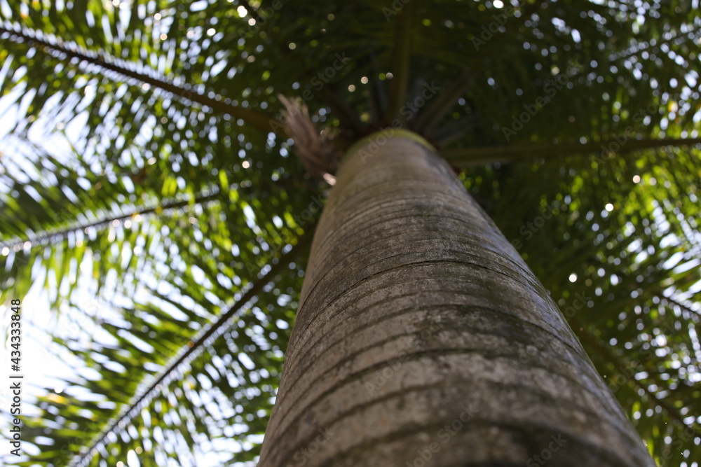 Fototapeta premium Image of a palm tree with a blue sky.Defocused view of the trunk and branches with green leaves from bottom to top.Art background photography
