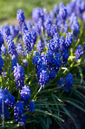 grape hyacinth  muscari  are growing in garden