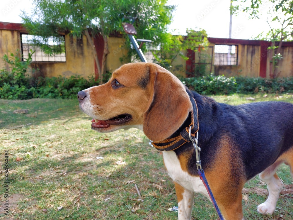 beagle in the garden