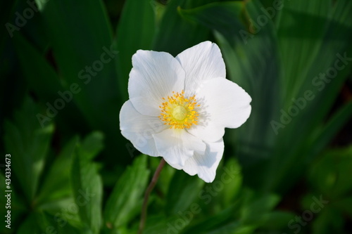 The blooming anemone flower is delicate and beautiful.