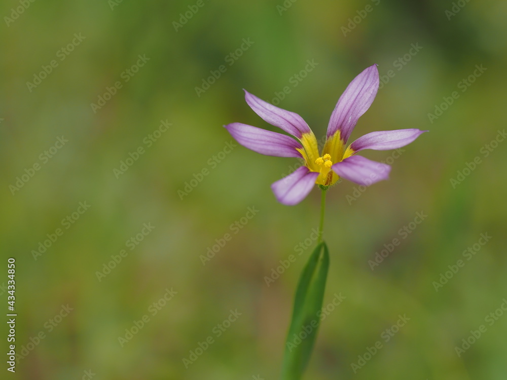 初夏に咲く小さな庭石菖 初夏に咲く小さな庭石菖