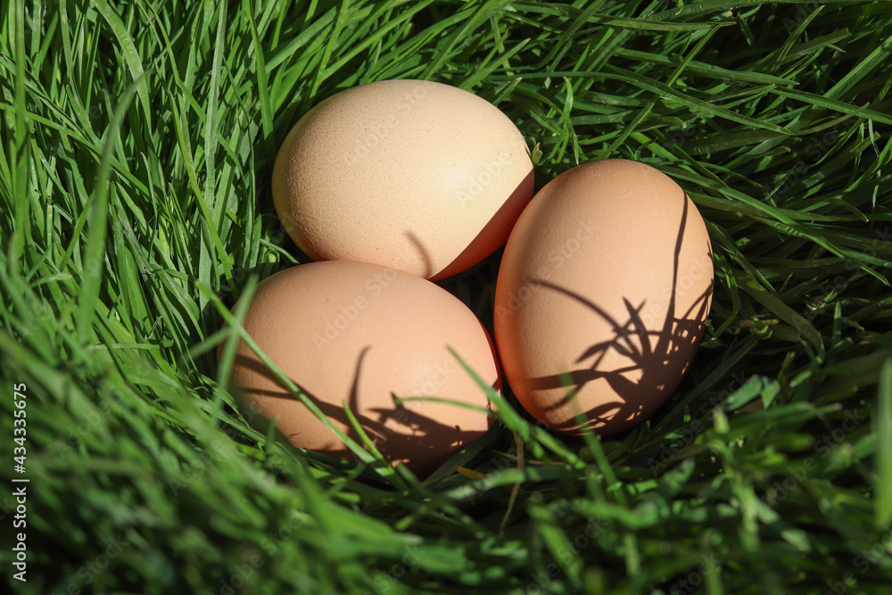 Free-range hen eggs. Organic eggs laid in the grass. Free-range hen eggs. Organic eggs laid in the grass.