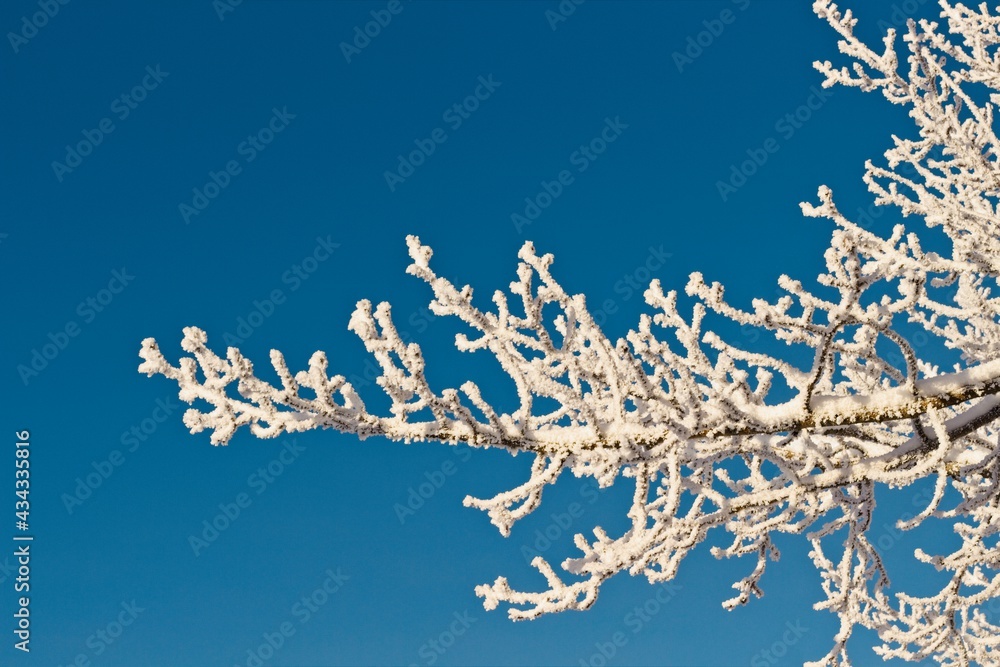 Hoarfrost on tree branches against the blue sky