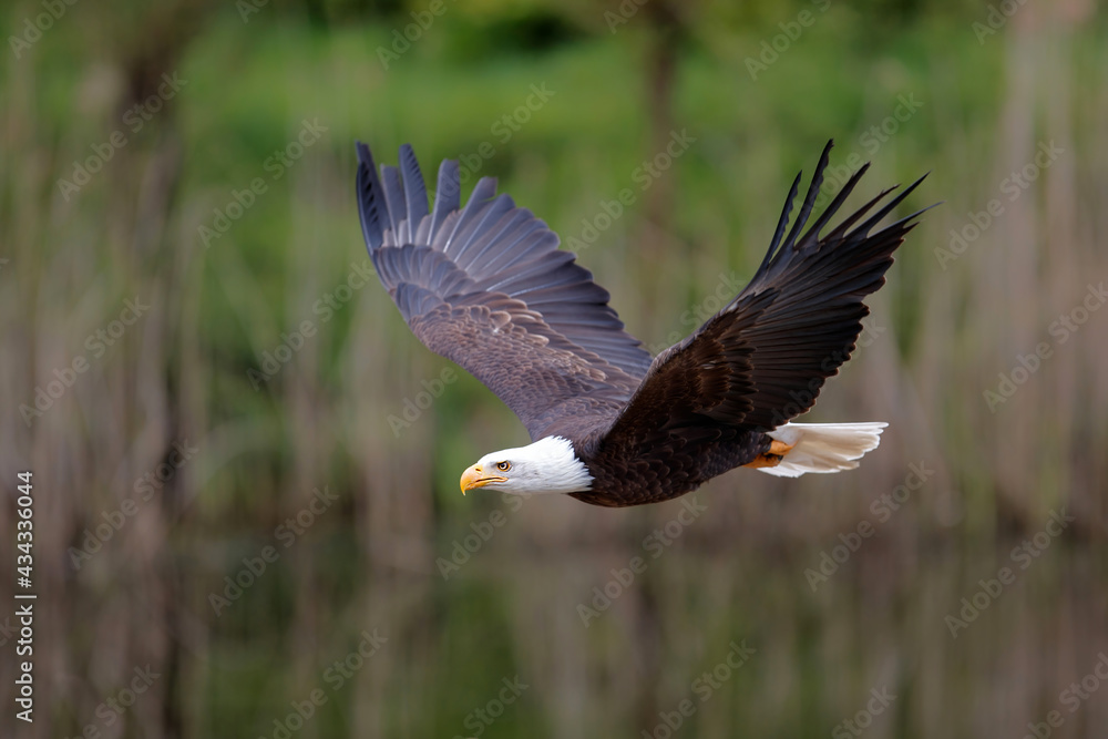 Obraz premium Bald eagle or American eagle (Haliaeetus leucocephalus) flying in the South of the Netherlands