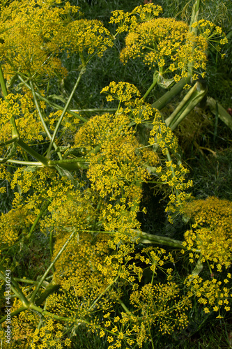 YELLOW FLOWERS WILD FENNEL NATURAL  © GUESTSONTHISPLANET