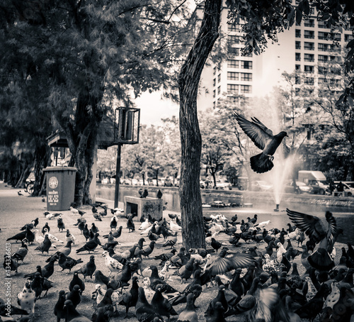 In Chiang Mai, Thailand on the canal... a bird takes flight