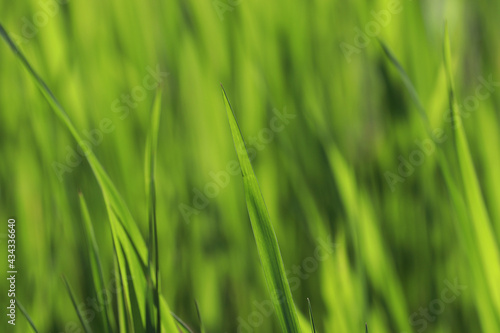 Green grass background. Shallow depth of field.