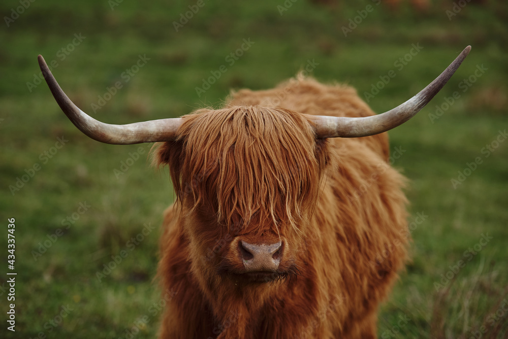 Highland cow with horns