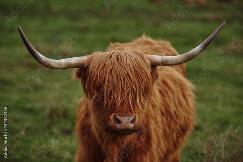 Highland cow with horns