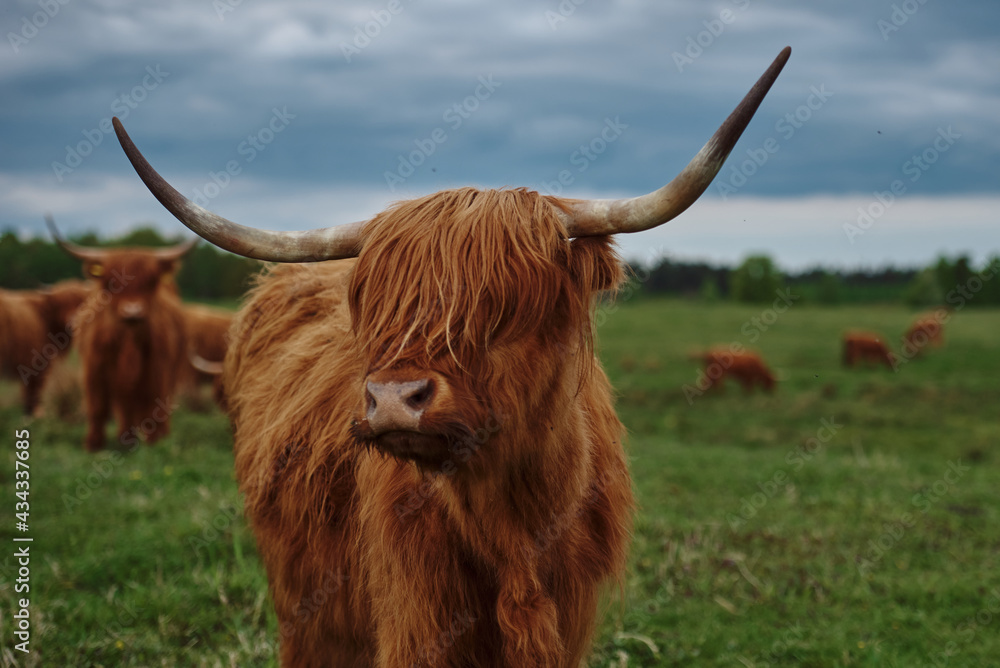 Highland cow with horns Highland cow with horns