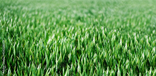 close-up view of fresh green plants on field, wide nature background