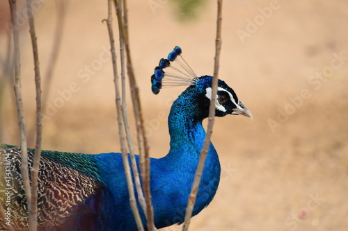Peacock
