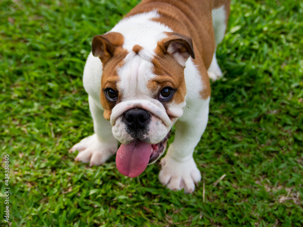 close up cute brown female English bulldog puppies playing outdoors