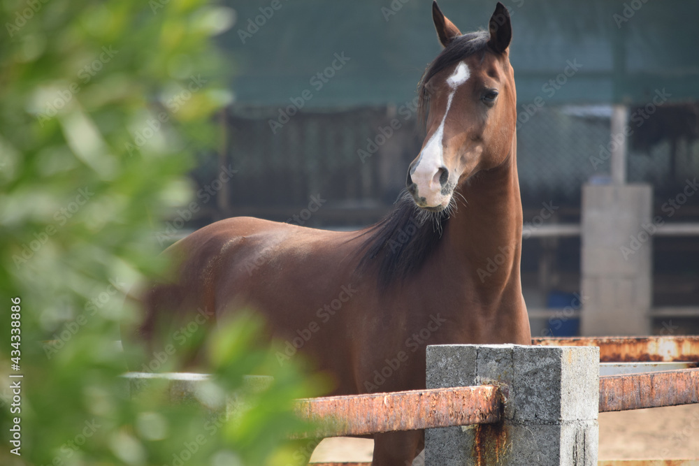 Naklejka premium Brown Horse