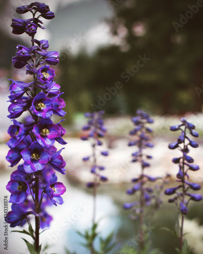 flowers in the garden