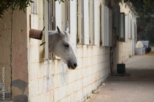 Horse Stable