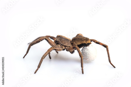 Female Wolf-spider whit egg on butt on white background,selective focus point, macro