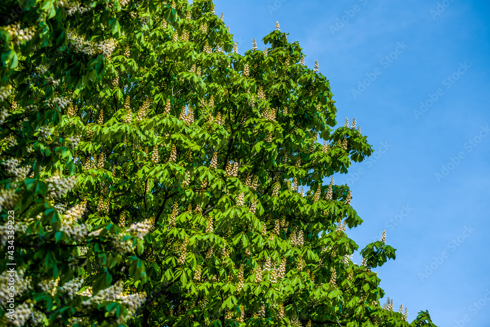 blooming chestnut large trees with brown flowering chestnuts with green foliage very beautiful blooming chestnut large trees with brown flowering chestnuts with green foliage very beautiful