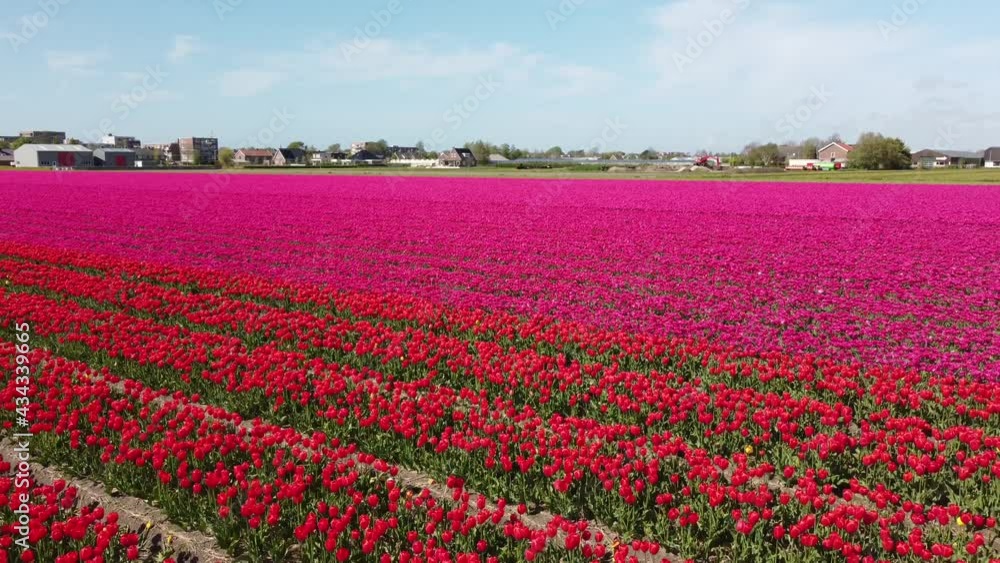 Tulip fields, millions of red and pink Tulips in The Netherlands filmed by drone Tulip fields, millions of red and pink Tulips in The Netherlands filmed by drone