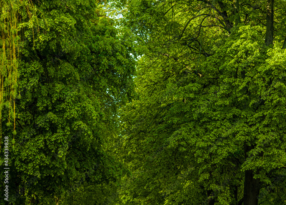 green leaves on trees in between and between the road country dirt trees with greenery and grass green leaves on trees in between and between the road country dirt trees with greenery and grass