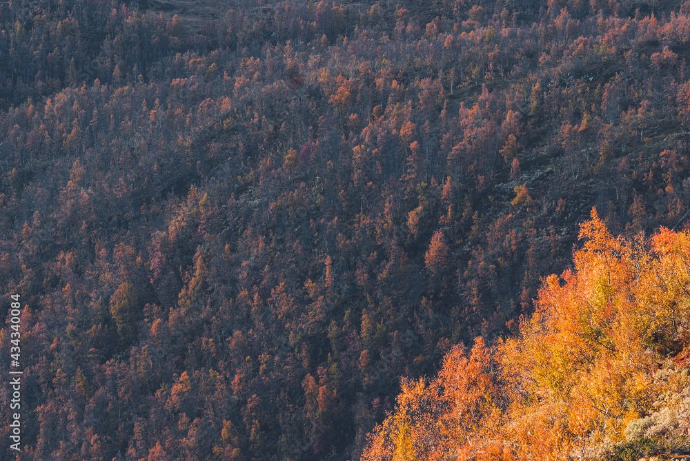 Trees with autumn colors on hillside