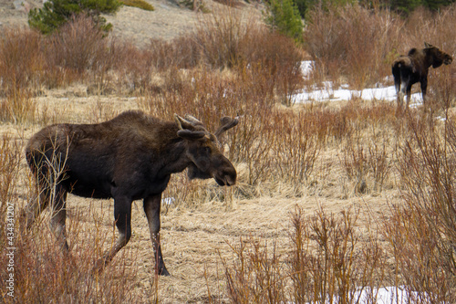 Fototapeta Naklejka Na Ścianę i Meble -  elk in park national park