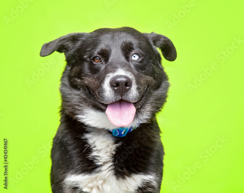 studio shot of a cute dog on an isolated background