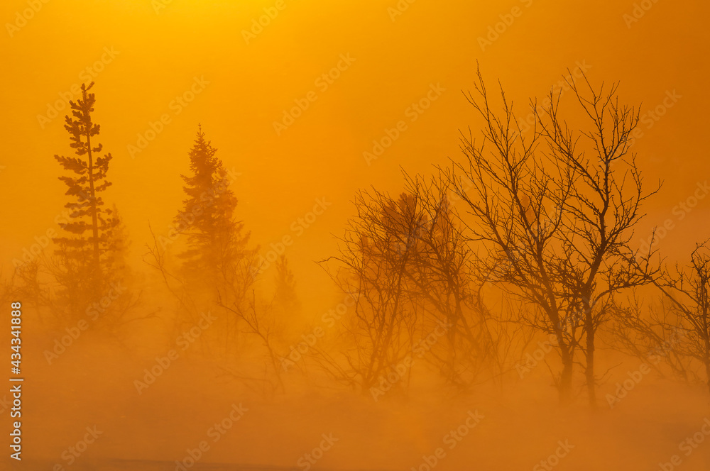 Trees at sunrise during windy weather Trees at sunrise during windy weather