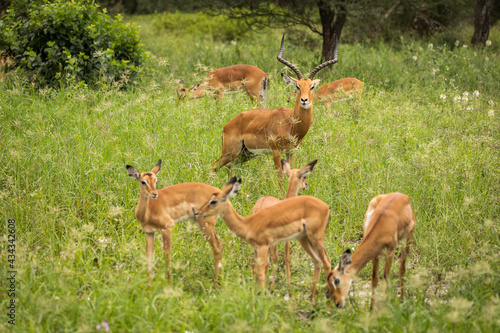 Group of impala image taken on Safari located in the Tarangire  National park  Tanzania.