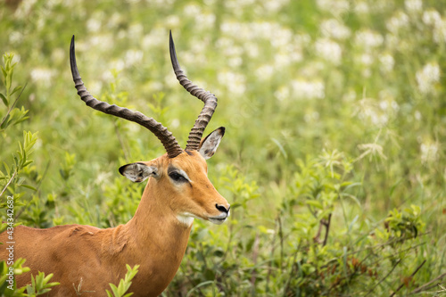 Closeup of Impala image taken on Safari located in the Tarangire  National park  Tanzania.