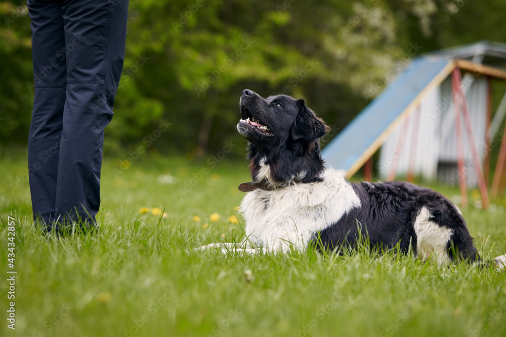 Czech mountain dog lying down and looking up during training. Pet owner learning obedience in meadow. Czech mountain dog lying down and looking up during training. Pet owner learning obedience in meadow.