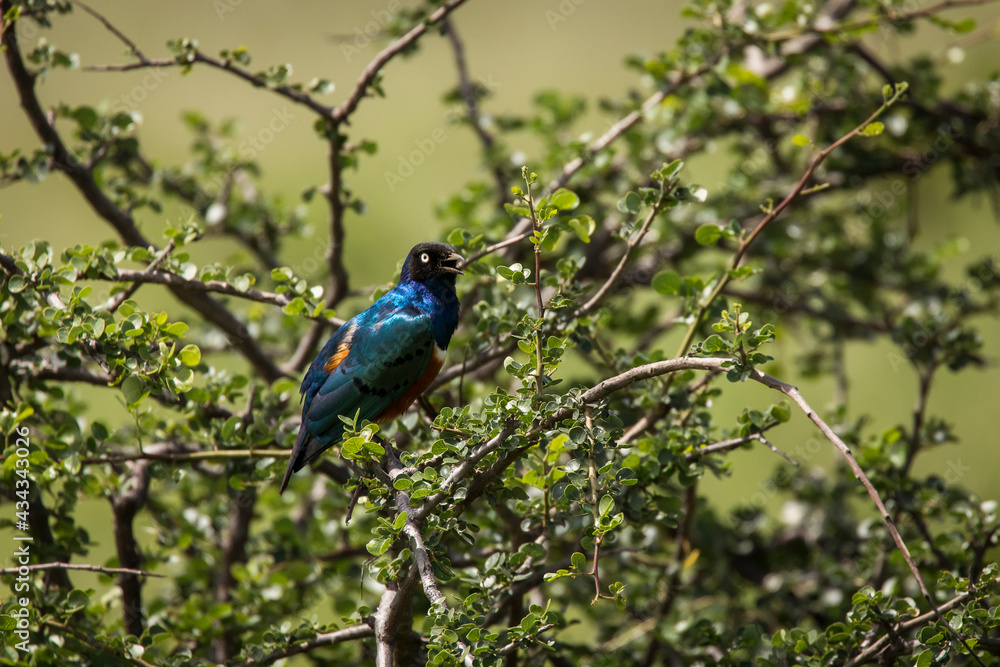 Obraz premium Superb Starling blue bird (Lamprotornis superbus) in Tarangire National Park, Tanzania.