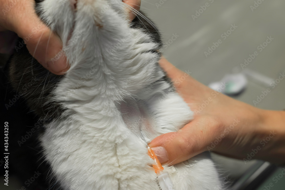 Veterinarian takes a blood sample of a cat from the jugular vein with a