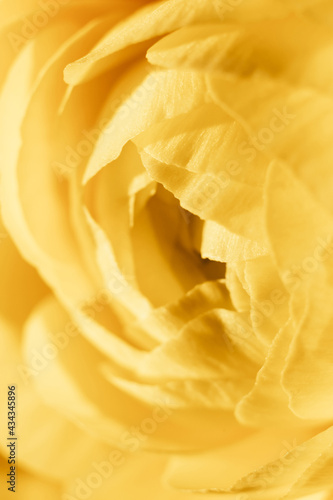 Yellow ranunculus flower closeup shot.