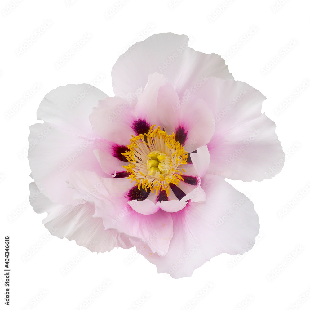 Macro photo white tree peony on white isolated background.